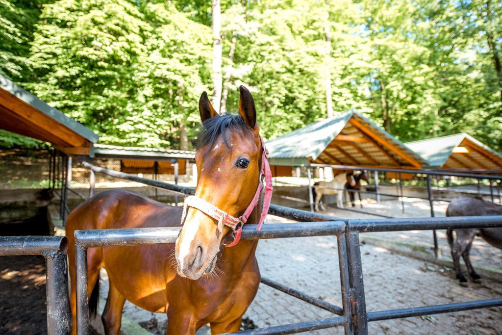 бухта вікінгів 4* Водники